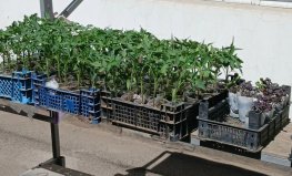 Рассаду овощей, ягод и трав стали продавать на рынках Ростова