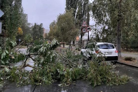 Срубил дерево падает. Ветер повалил деревья. Деревья в сквере. Фото упавшей ветки на сип 10. Упавшие ветки 8.