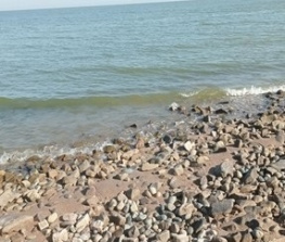 Из Таганрогского залива пропали медузы 