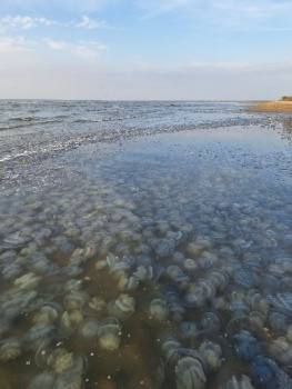 Ростовские ученые прогнозируют сохранение большой численности медуз в Азовском море