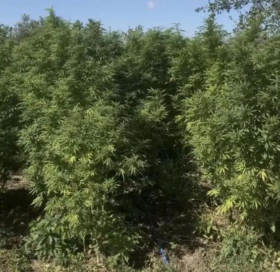 За культивирование и хранение наркотиков задержан житель Волгодонска