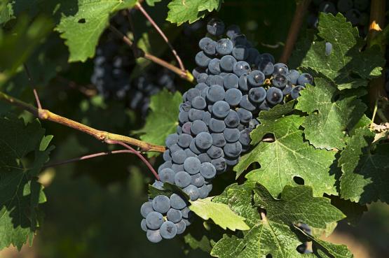 На севере Ростовской области погибли виноградники