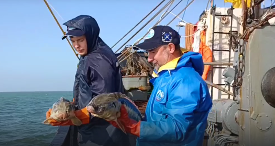 Поголовье русского осетра в Азовском море за год удвоилось