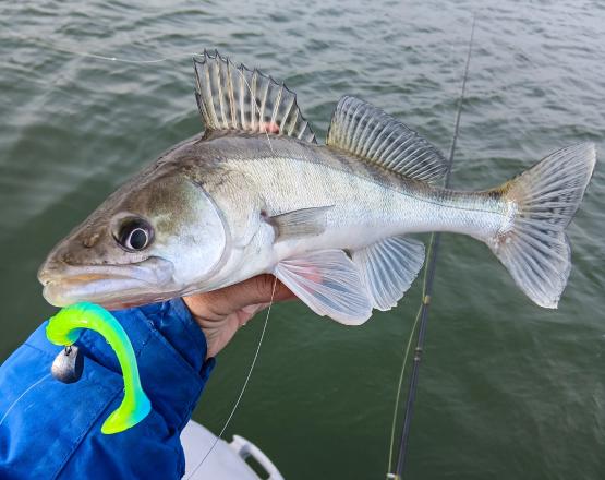 Идут на нерест: вылов судака, тарани и плотвы запретили в Ростовской области