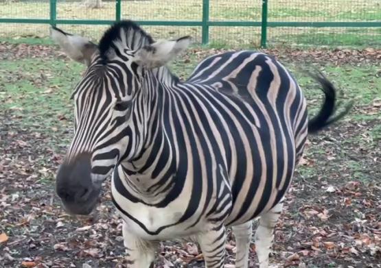 Зебра Адам отпраздновал день рождения в Ростовском зоопарке 