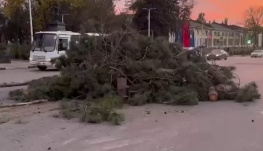 В Ростовской области рубят сосновую аллею, высаженную в память о жертвах «Новочеркасского расстрела»