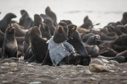 На Сахалине спасли тюленя от джинсовой жилетки