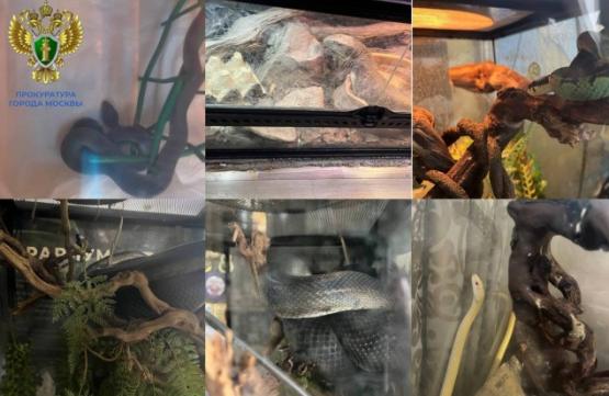 Московскую школьницу укусила в квартире ядовитая змея