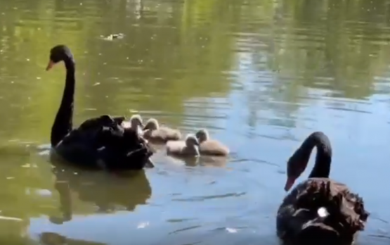 У пары черных лебедей в ростовском зоопарке родились птенцы 