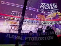 Цирковой тигр сбежал с манежа прямо в зрительный зал во время представления в Ростове 