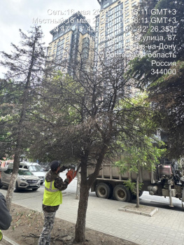 Чиновники прокомментировали вырубку елей на Буденновском проспекте в Ростове