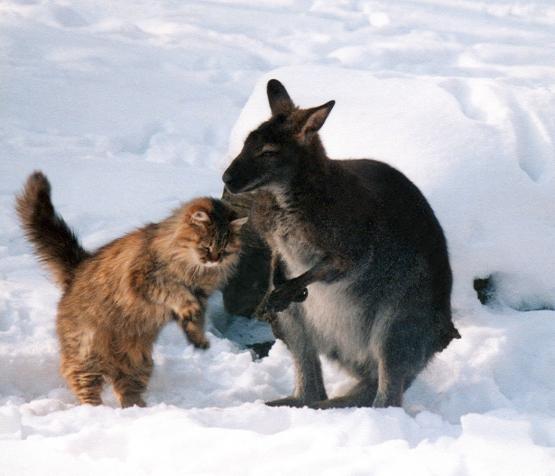 В ростовском зоопарке кенгуру Терентий подружился с кошкой Маркизой
