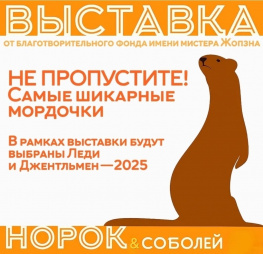Фонд имени Жопэна проводит первую в РФ онлайн-выставку норок и соболей: участвуют Мунчара и Драко из Ростова