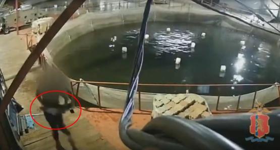 В Красноярском крае туристы украли из рыбного хозяйства 12-килограммового живого осетра