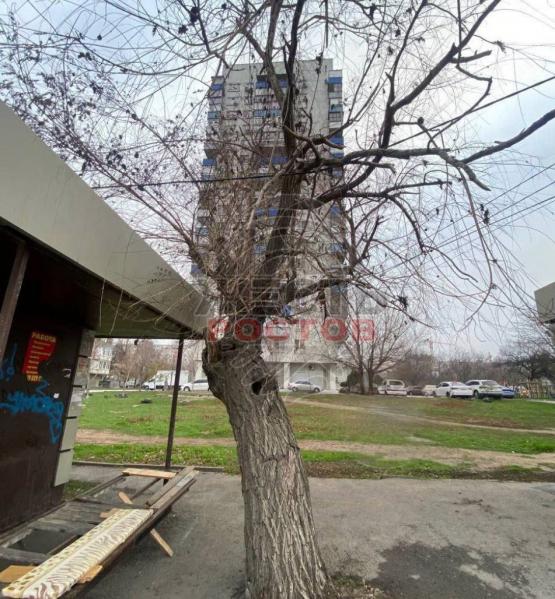 Оборвёт и рухнет на людей: аварийное дерево повисло на высоковольтных проводах в Ростове 