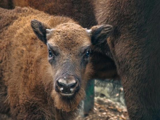 В Ростовском зоопарке зубрёнок получил имя на букву "М" по итогам голосования в соцсетях