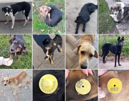 Дончане подбрасывают кубанцам безнадзорных собак?