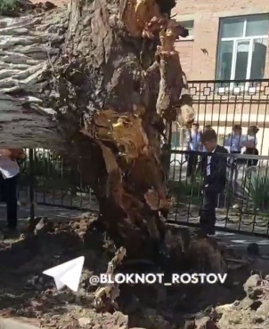 дерево2.jpg