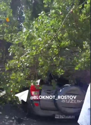 дерево1.jpg